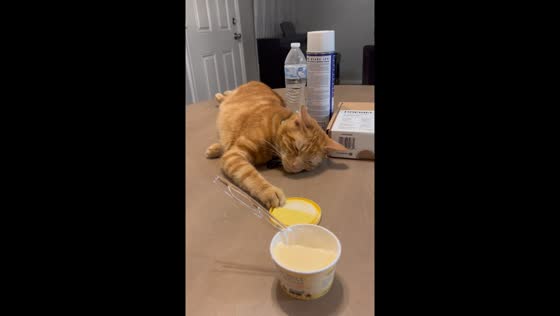 Cat slowly steals ice cream lid in Baytown, Texas