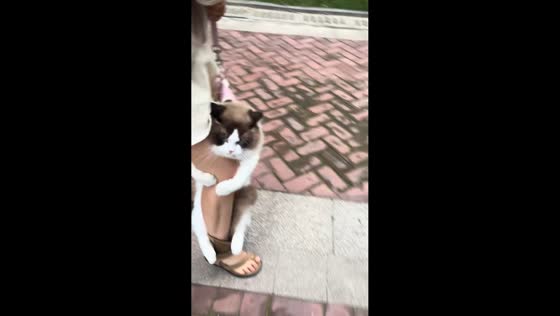 Ragdoll cat refuses to let go of owner's leg in Sichuan, China