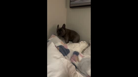 French Bulldog climbs into bed and pauses in New York, USA