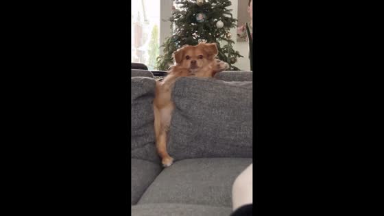 Dog perks up instantly when hearing “chicken” in Toronto, Canada