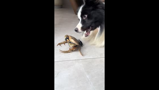 Playful Border Collie meets a crab in Zhejiang, China