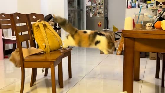 Cat falls short in table jump in Guangxi, China
