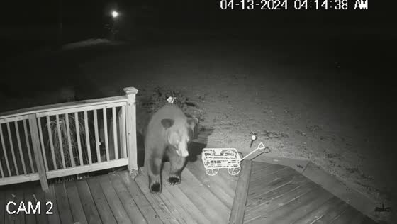 Bear caught on camera raiding deck for bird feeders