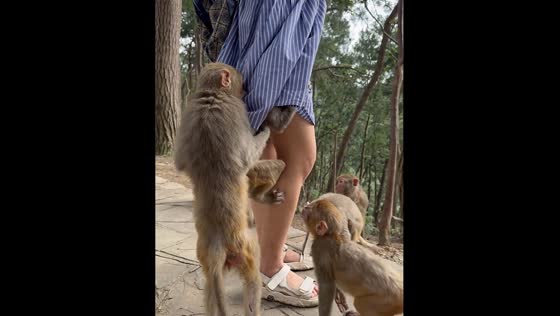 Monkey stops another monkey from climbing under girl’s dress in China