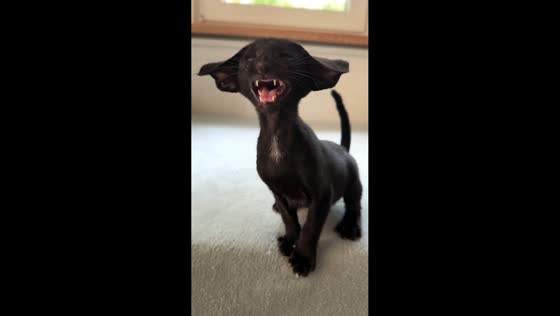 Tiny Oriental Shorthair kitten lets out an impressively loud meow in Warsaw, Poland