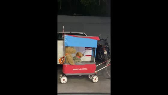 Bicycle-bound pooch: patiently waiting with teddy co-pilot