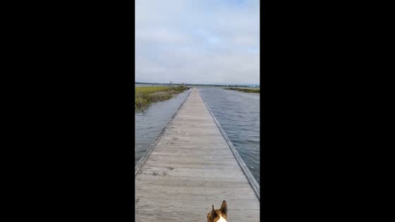 Rising tide floods marsh in Emerald Isle, North Carolina, USA