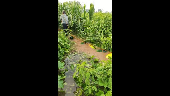 Farmer floats watermelons through flooded field in Henan, China