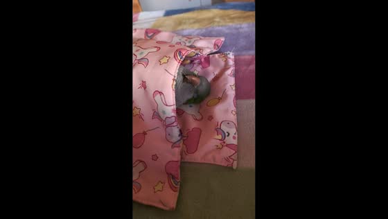 Little parrot sleeping under a tiny blanket in Henan, China