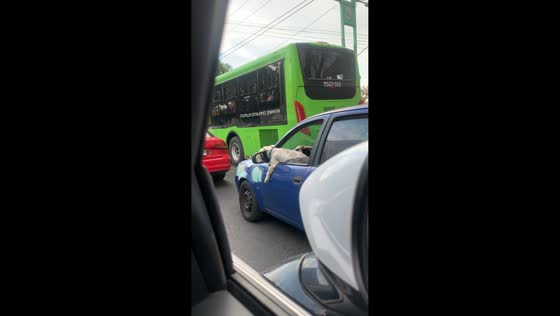 Dog spotted resting outside car window during traffic in Mexico