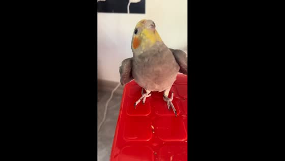 Parrot mimics owner’s playful sounds in Fujian, China