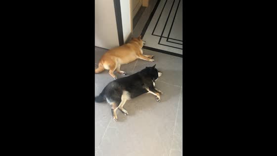 Two dogs move in perfect sync in Guangxi, China
