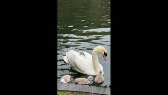 Baby swans rest on mother swan while swimming in London, England, UK
