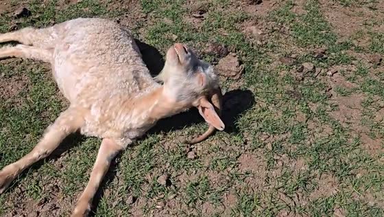 Goat sleeps unusually at Witmos Oxwagoncamp, South Africa