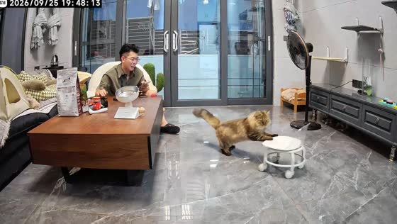 Cat accidentally pushes wheeled chair while climbing down in Guan, China
