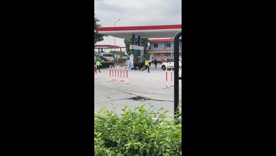 Black cow escapes and causes chaos near gas station in Karawang, Indonesia