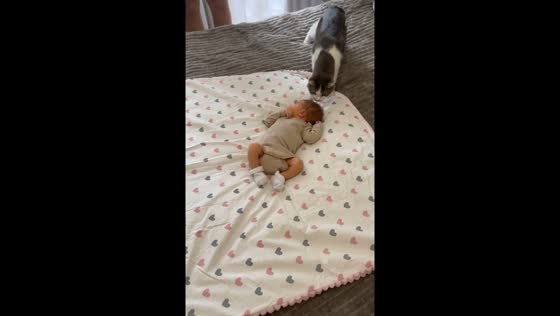 Cat sniffs newborn in Lviv home encounter