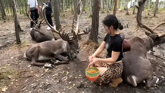 Reindeer knocks woman over while sitting down behind her in Inner Mongolia, China