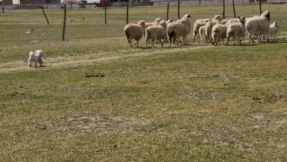 Small dog playfully herds sheep in rural-style scene in Beijing, China