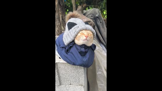 Cat enjoys peaceful rest on top hollow blocks in Guizhou, China