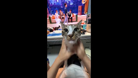 Cat hilariously reacts to head-to-body massage in Zhejiang, China