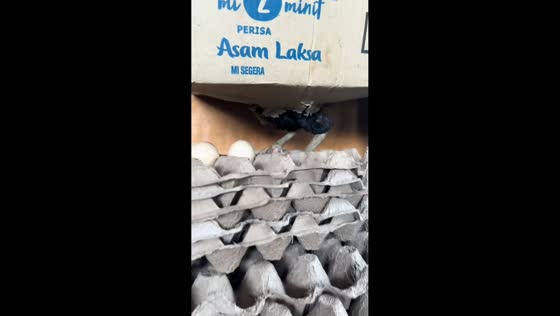 Chicken uses cardboard box as portable nest in Telupid, Sabah