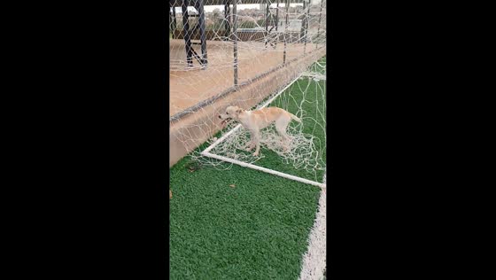 Dog gets tangled in goal net while playing on football field in Minas Gerais, Brazil
