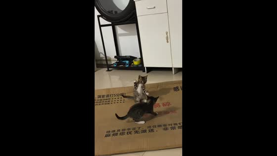 Playful kittens square off in adorable paw-to-paw scuffle in Jiangsu, China