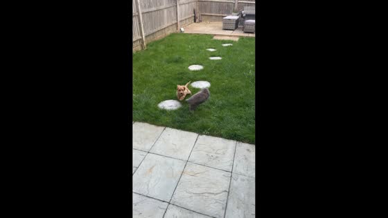 Dog adorably chases playful rabbit during backyard playtime in Broadstairs, UK