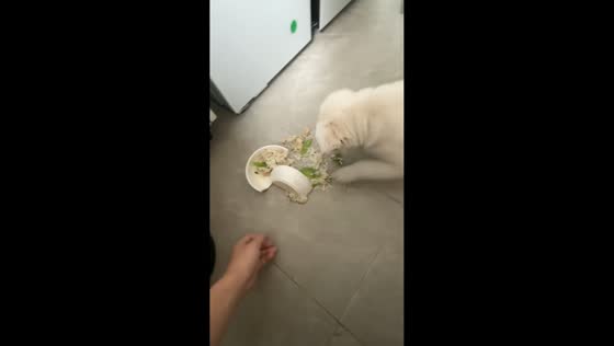 Excited puppy causes food mishap in Sichuan, China