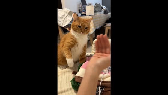 Playful domestic shorthair cat engages in a tapping game with owner in Jiangsu, China
