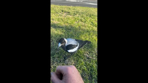 Man interacts with magpies in Melbourne park, Australia