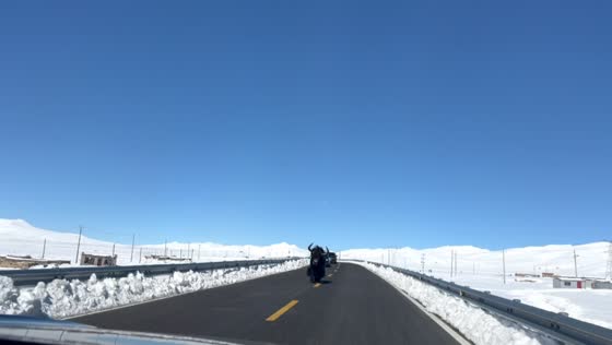 Yak blocks car before jumping over guardrail on mountain road in Tibet, China