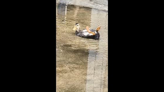 Duck plays in puddle while avoiding foot in Guizhou, China