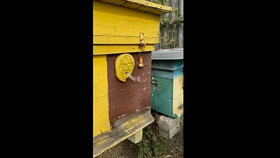 Unique beekeeping technique: carved face smokes hive in Velyka Checheliivka, Ukraine