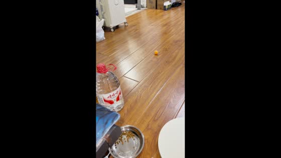 Kitten startled after ball suddenly sticks to its body in Jiangsu, China