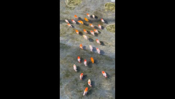 Playful hybrid lion goldfish swim together in Ban Pong, Thailand