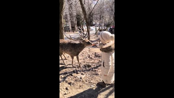 Girl knocked down by axis deer while feeding it in Anhui, China