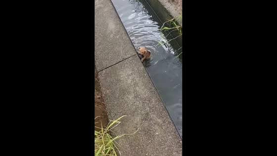 Trapped puppy rescued from deep drainage canal in Zhejiang, China