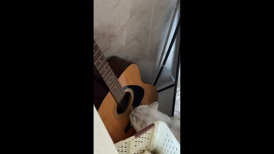 Cat creates guitar sounds while licking strings in Fujian, China