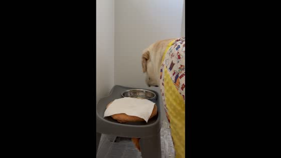 Labrador wipes its mouth with tissue paper after drinking water in Shandong, China