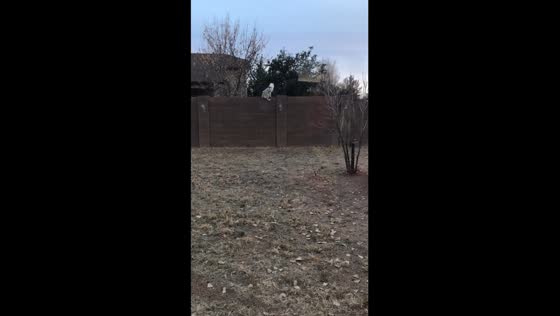 Video captures miniature Australian Shepherd's surprising fence jumping skills 