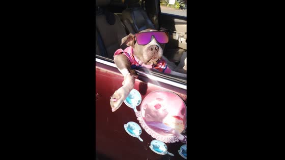 Stylish Luna: cruising with swag in San Diego