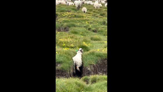 Sheep struggles to cross uneven ground in Qinghai, China
