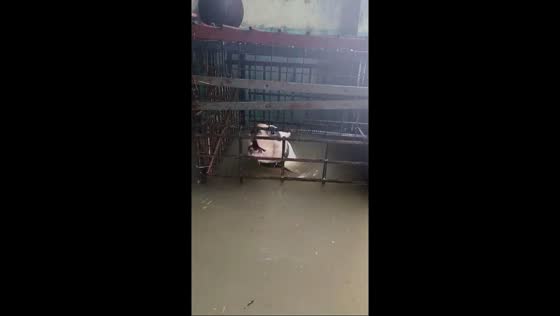 Dog rescued from cage during flood in Barangay Pasong Tamo, Quezon City, Philippines