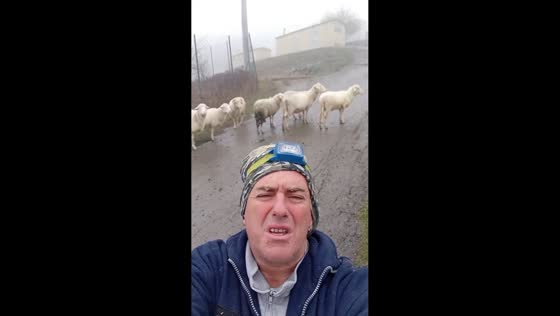 Sheep humorously respond to a song in Monchio delle Corti, Italy