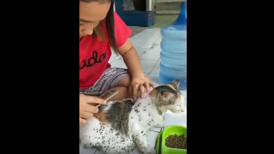 Cat playing in the garden and going back dirty!