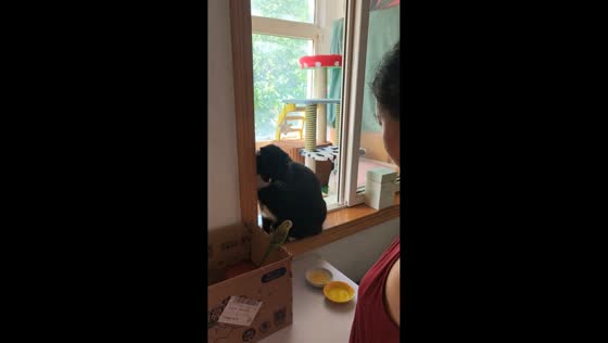 Cat repeatedly pauses before surprising bird in Shandong, China