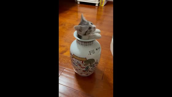 Playful kitten squeezes into vase and tumbles out in Beijing, China