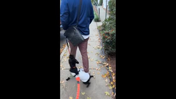 Playful dog tries to stop family member from leaving in Charlottesville, USA